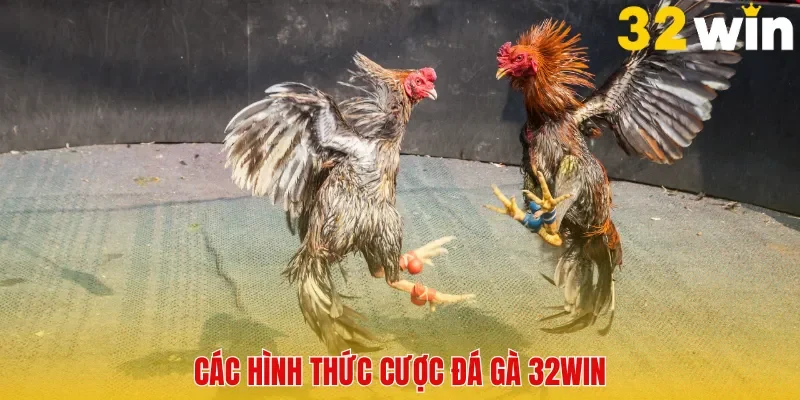 Hình thức đấu gà chọi